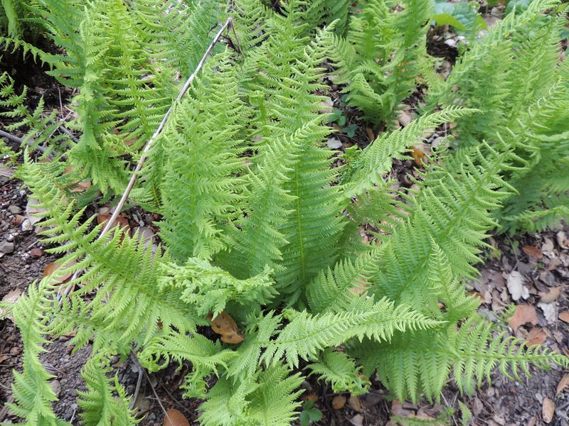 Parathelypteris Species, Sierra Marsh Fern