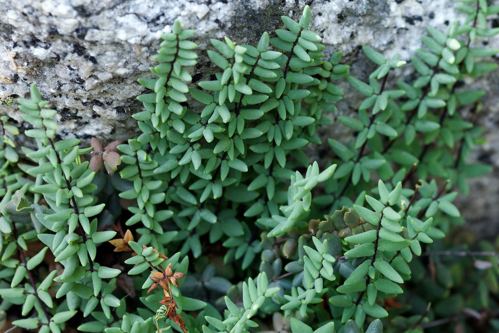 Pellaea Species, Sierra Cliffbrake