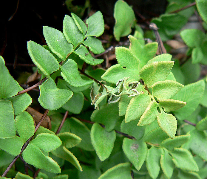 Pellaea Species, Brewers Cliffbrake