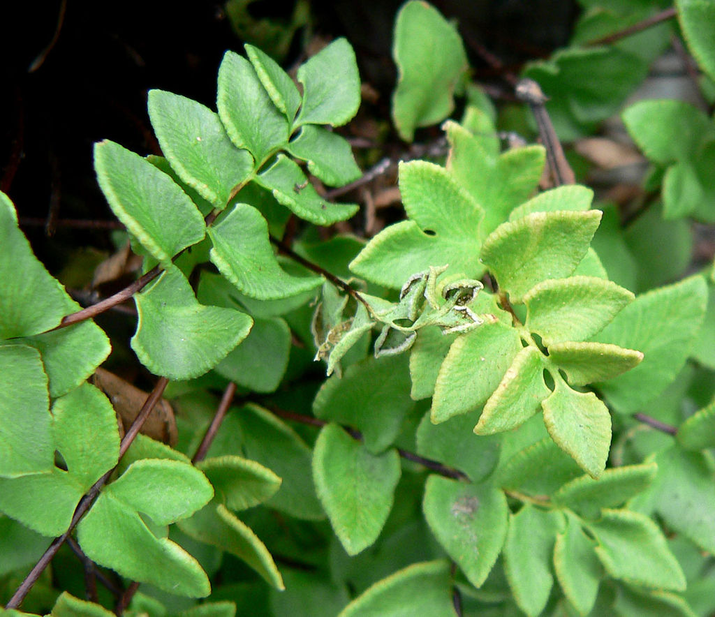 Pellaea Species, Cliffbrake