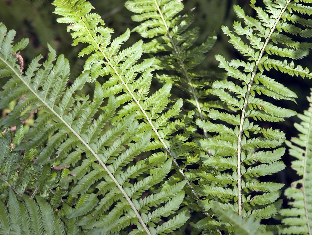 Polystichum Species, California Swordfern