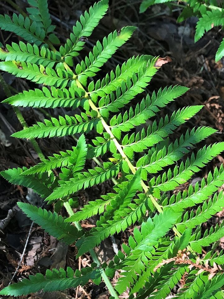 Dudleys Swordfern