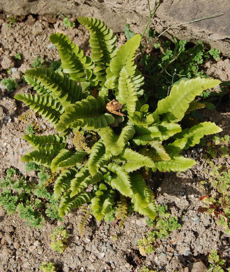 Polystichum Species, Narrowleaf Swordfern