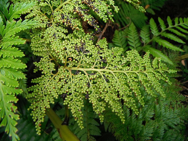 Thyrsopteris