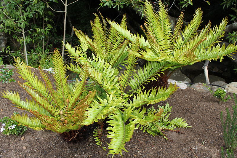 Lomariocycas Species, Tree Fern