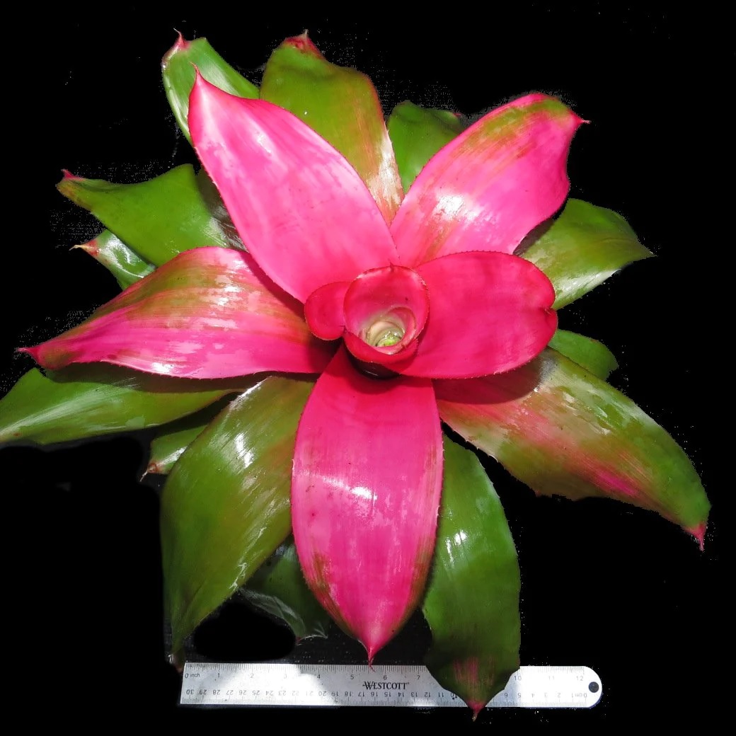 Neoregelia Bromeliad Debbie