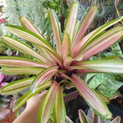 Neoregelia Bromeliad Ultima