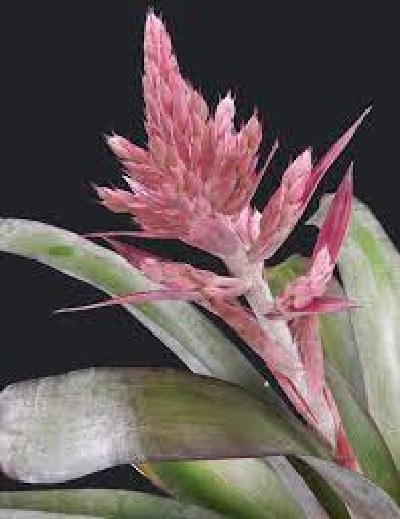 Aechmea Bromeliad, Urn Plant Eileen