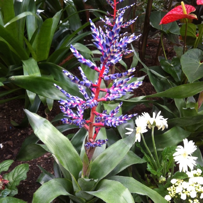 Aechmea Bromeliad, Urn Plant Blue Rain