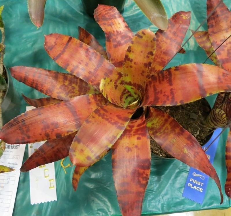 Neoregelia Bromeliad Blushing Tiger