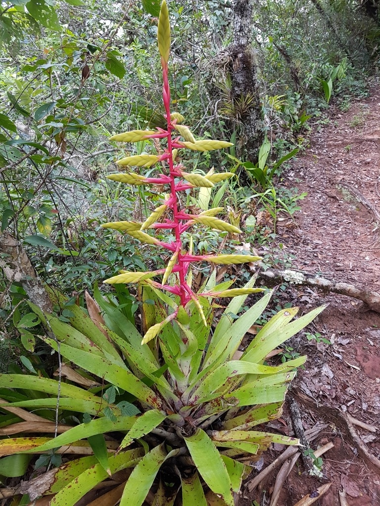 Tillandsia Bromeliad, Air Plant(Tillandsia fendleri)