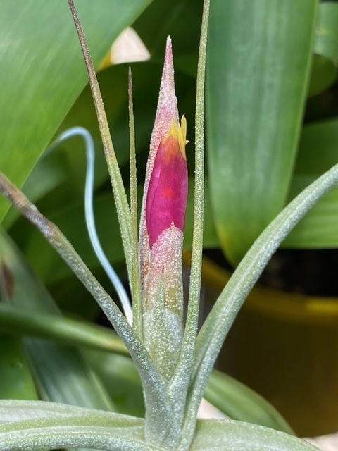 Tillandsia Bromeliad(Tillandsia ferrisiana) Air Plant