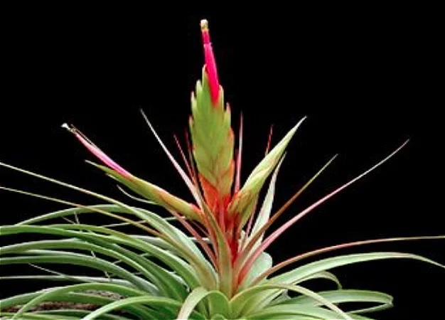 Tillandsia Bromeliad(tricolor), Air Plant