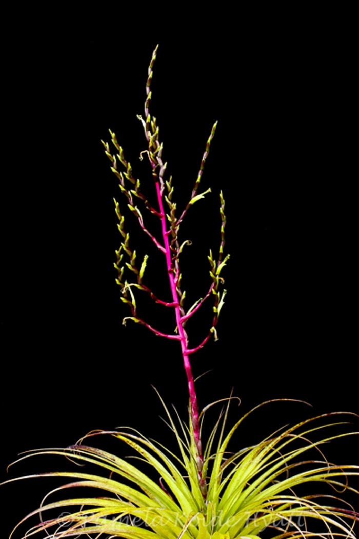 Tillandsia Bromeliad(Tillandsia limbata), Air Plant