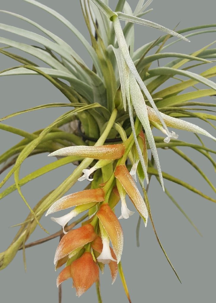 Tillandsia Bromeliad(Tillandsia pohliana), Air Plant