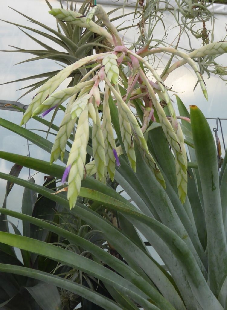 Tillandsia Bromeliad(tillandsia clavigera), Air Plant