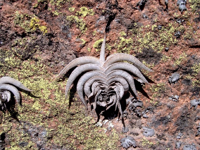 Tillandsia Bromeliad(Tillandsia gilliesii), Air Plant