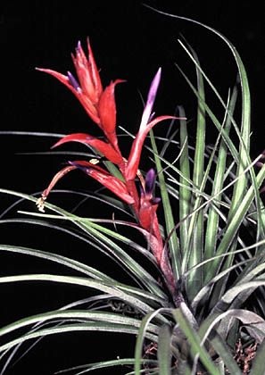 Tillandsia Bromeliad(Tillandsia foliosa), Air Plant