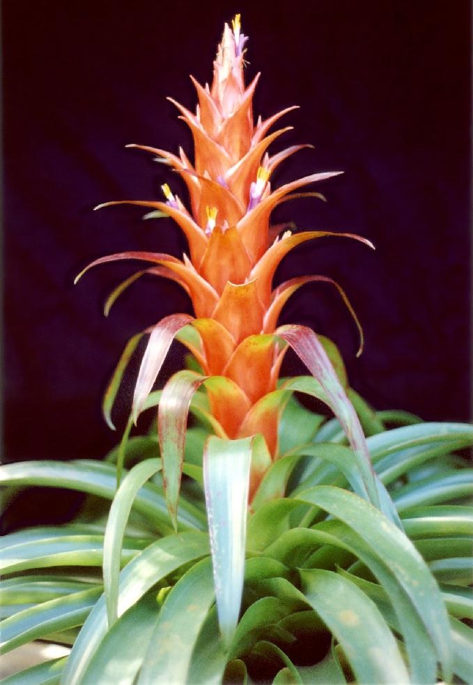 Tillandsia Bromeliad(Tillandsia imperialis), Air Plant