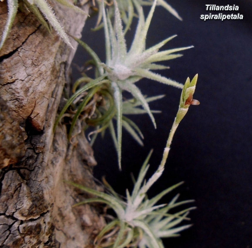 Tillandsia Bromeliad(Tillandsia spiralipetala), Air Plant