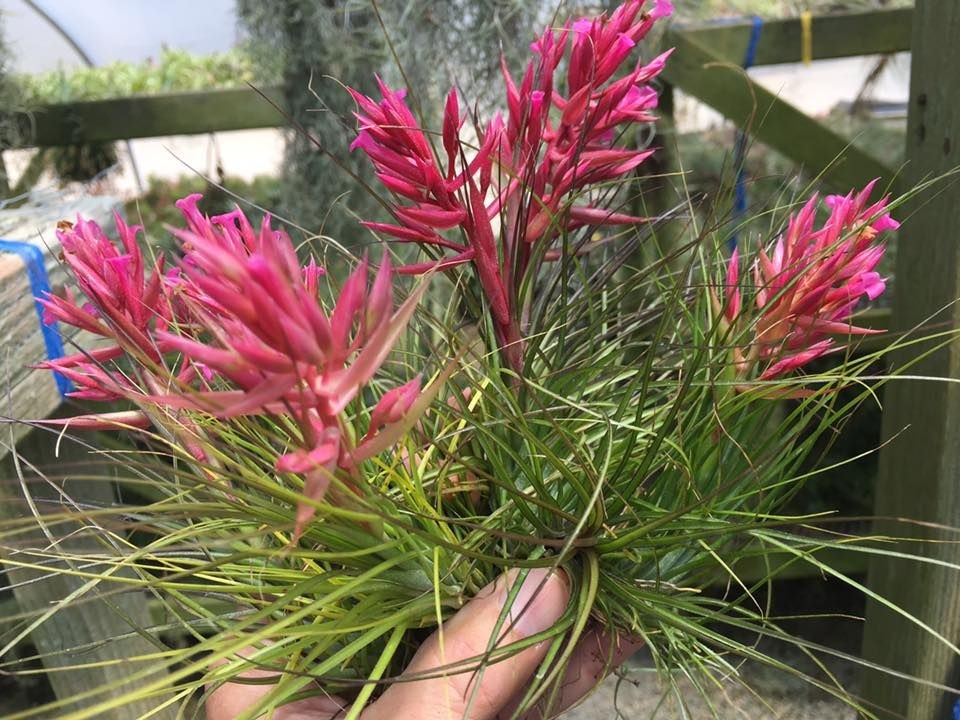 Tillandsia Bromeliad(Tillandsia globosa), Air Plant