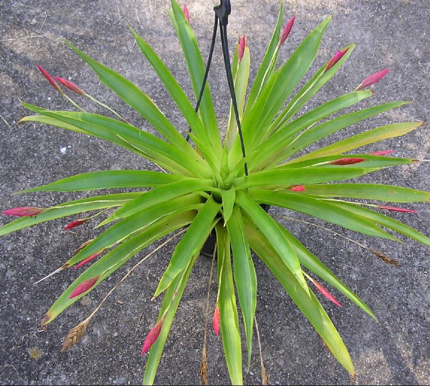 Tillandsia Bromeliad(Tillandsia complanata), Air Plant