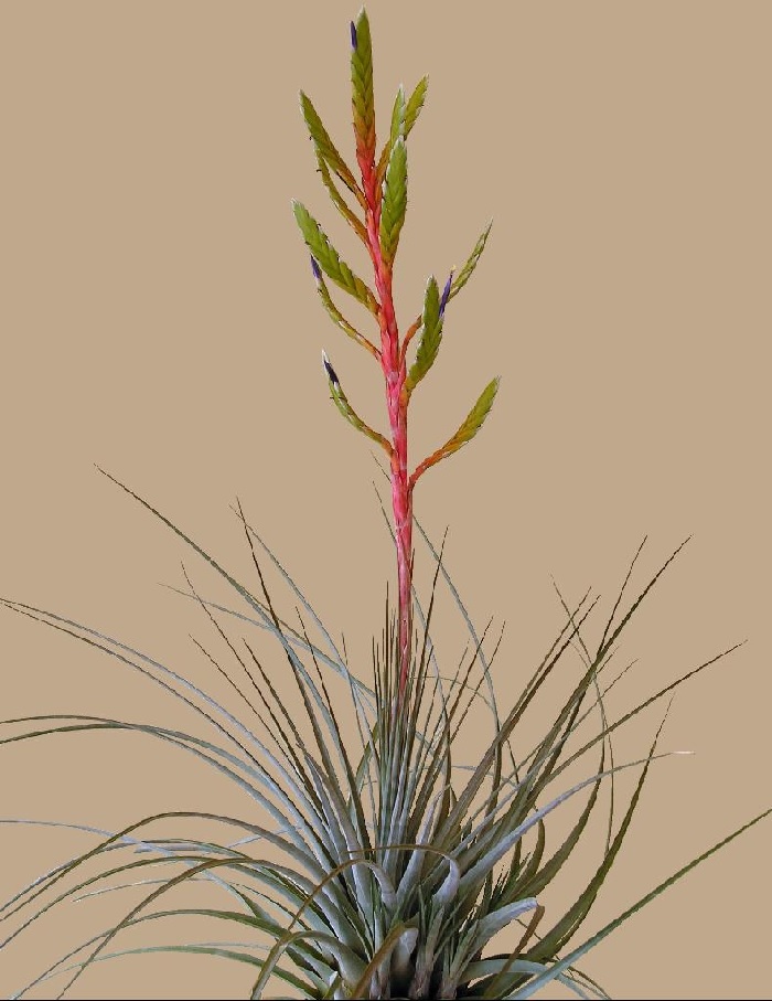 Tillandsia Bromeliad(Tillandsia rodrigueziana), Air Plant