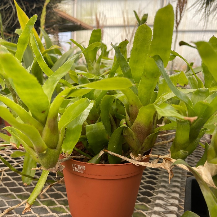 Aechmea Bromeliad(Aechmea aculeatosepala), Urn Plant