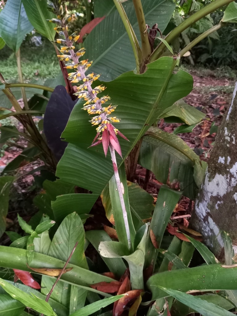 Aechmea Bromeliad (Aechmea angustifolia) Urn Plant
