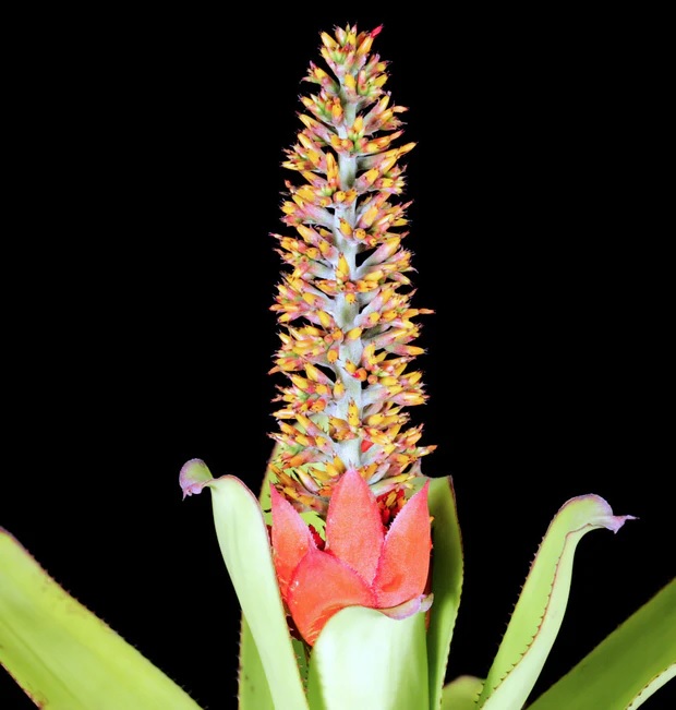 Aechmea Bromeliad(Aechmea mertensii), Urn Plant