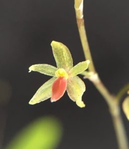 Species Orchid, Insignificant Platystele