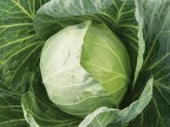 Cabbage 'Gregorian'