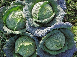 Cabbage, Savoy Medee