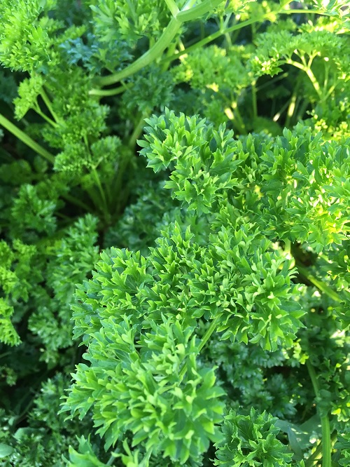 Petroselinum Species, Parsley Dark Moss Curled