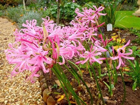 Nerine, Spider Lily Stefani