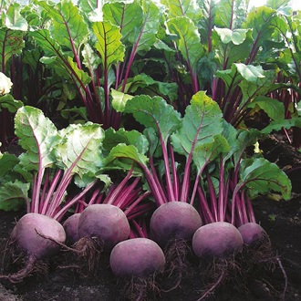 Beet Moulin Rouge
