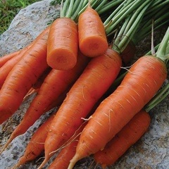 Carrot 'Topweight'