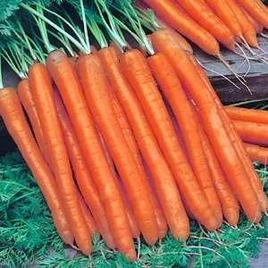 Carrot Ladies Finger