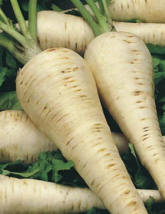 Parsnip Supersnip