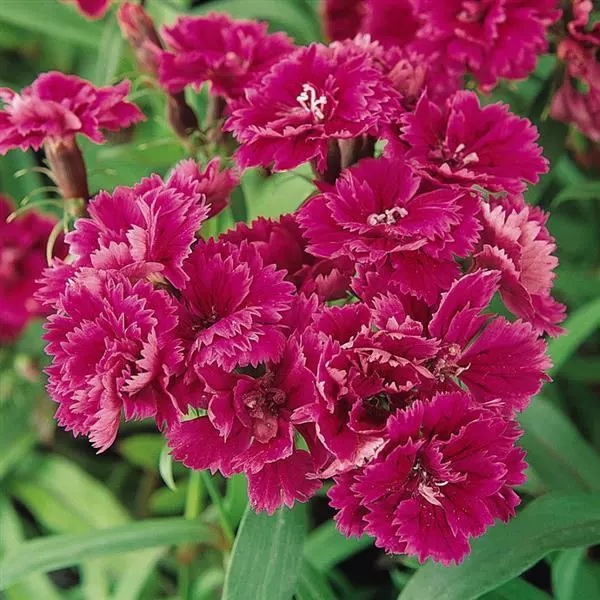 Dianthus, Garden Pinks Dynasty Purple