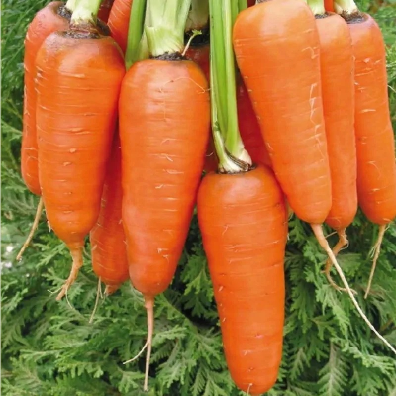 Carrot Abaco