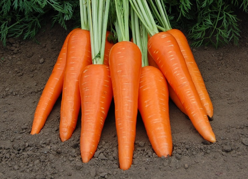 Carrot Ablixo