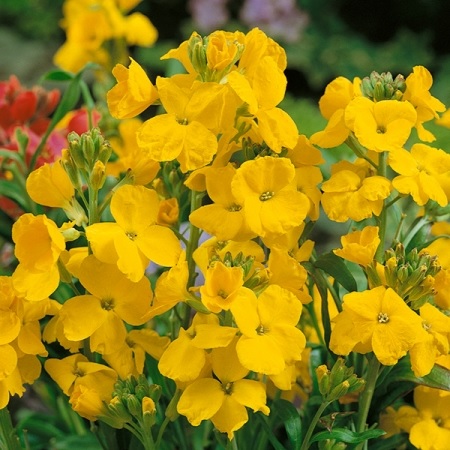 Erysimum, Common Wallflower, English Wallflower Cloth of Gold