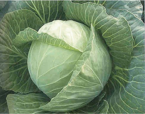 Cabbage White Mist