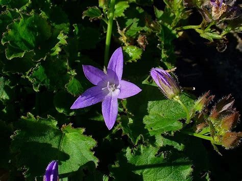 Campanula Cultivar, Serbian Bellflower, Trailing Bellflower Blue Star