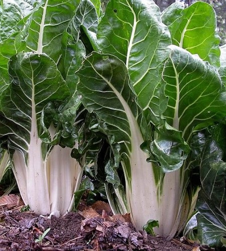 Swiss Chard Bionda di Lyon