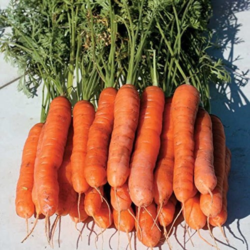 Carrot YaYa