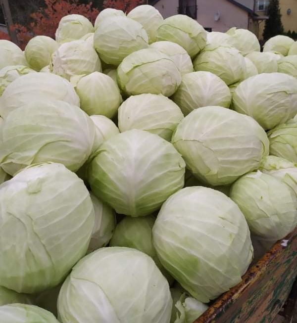 Cabbage Ambrosia