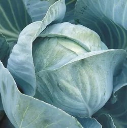 Cabbage Bloktor