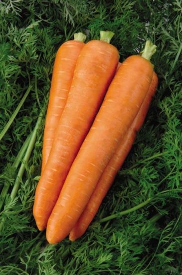 Carrot Achieve